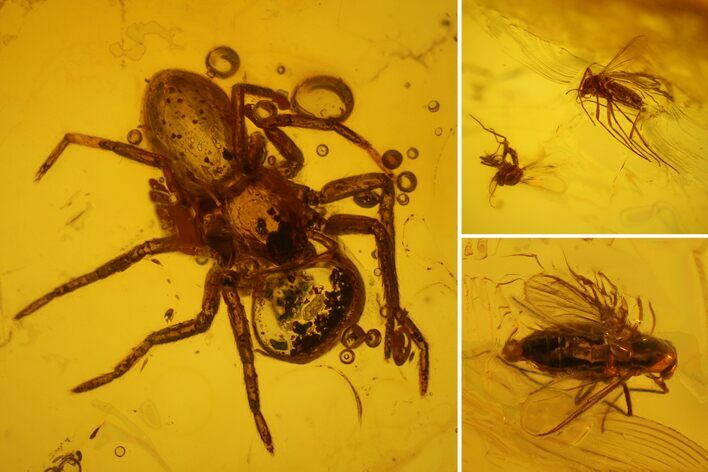 Fossil Flies (Diptera) and a Spider (Araneae) In Baltic Amber #150702